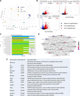 NRICM101 ameliorates SARS-CoV-2–S1-induced pulmonary injury in K18-hACE2 mice model